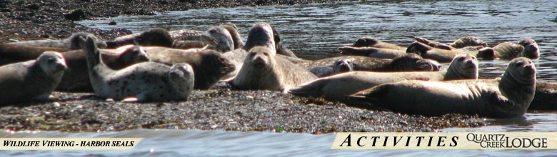 Watch Harbor Seals! Some of the Wildlife Viewing Opportunities at Quartz Creek Lodge